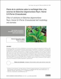 Portada Efecto de la colchicina sobre la morfología foliar y los estomas de Kalanchoe daigremontiana Raym.-Hamet  & H.Perrier(Crassulaceae)